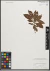 Foto von Salix silesiaca Willd.
